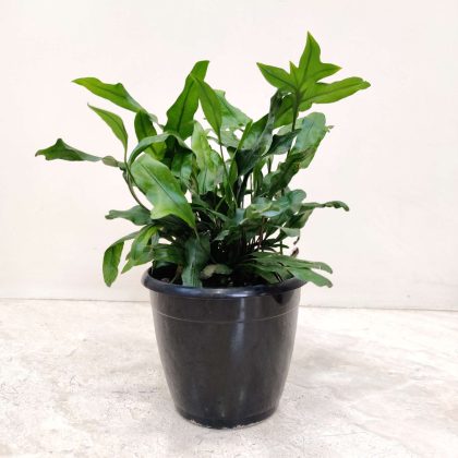 Microsorum Fern 12 cm pot