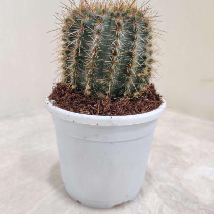 Misthi Cactus 10 cm pot