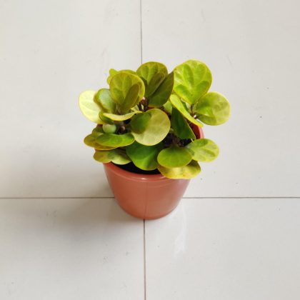 Mistletoe fig 'Golden' (Ficus deltoidea)12 cm pot