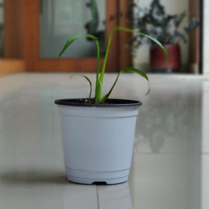 Monstera Burle Marx 10 cm pot