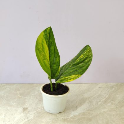 Monstera Peru Variegated 8.5 cm pot