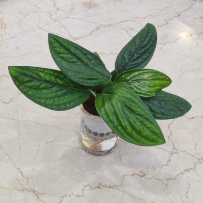 Monstera Peru Watering Plant 12 cm pot