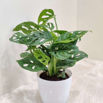 Monstera Plant in Plastic Pot