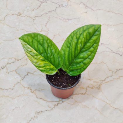 Monstera Verigated 8.5 cm pot