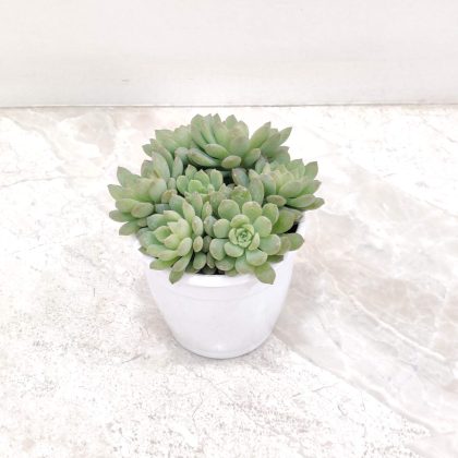 Mphmi Seedless Plants 8.5 cm pot