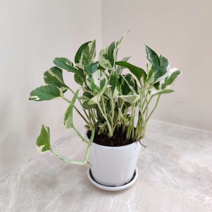 N'Joy Schinduspus Money Plant in Round White Tabletop Ceramic Pot