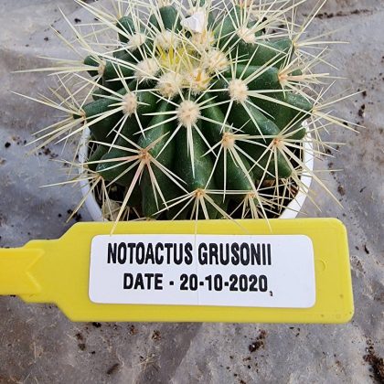 Notocactus Grusonii 7 cm pot