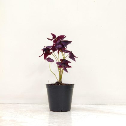 Oxalis in 10 cm pot