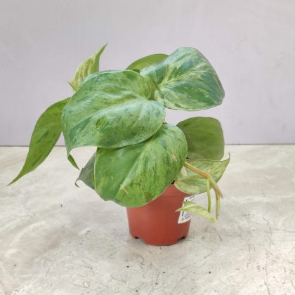 Oxy Cardium Marble 8.5 cm pot