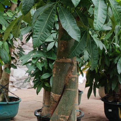 Pachira Aquatica Braided Thin