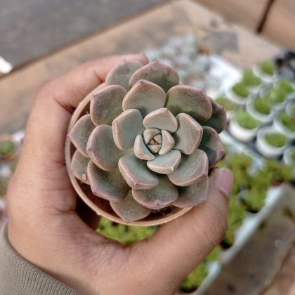 Pachyveria Scheideckeri 5.5 cm pot