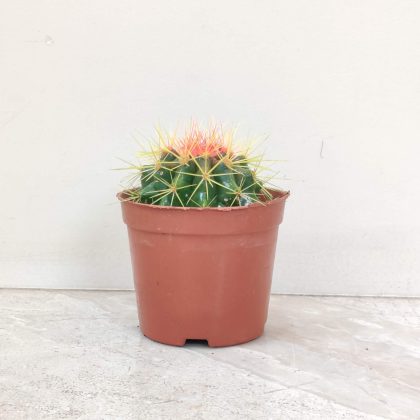 Painted Non-Grafted Green Cactus 8.5 cm pot