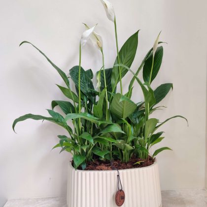Peace Lily in Ceramic Pot