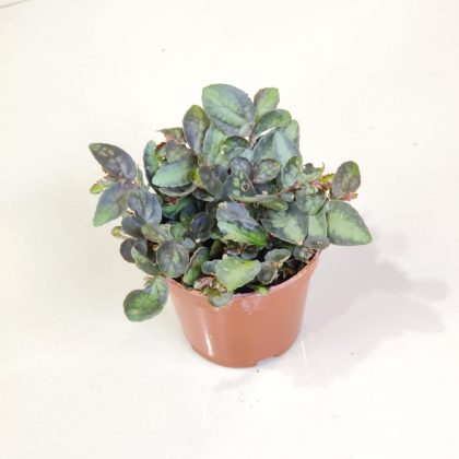 Pellionia Plants 8.5 cm pot