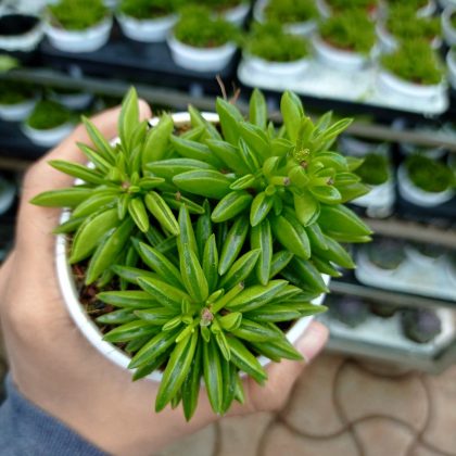 Peperomia Axillaris 7 cm pot