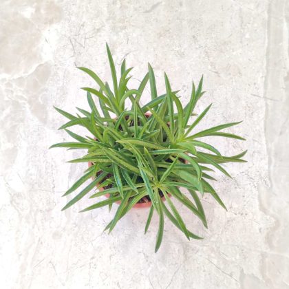 Peperomia Ferreyrae 8.5 cm pot