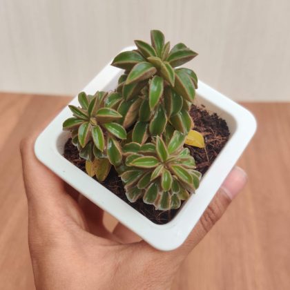 Peperomia Nivalis Succulent 7 cm pot