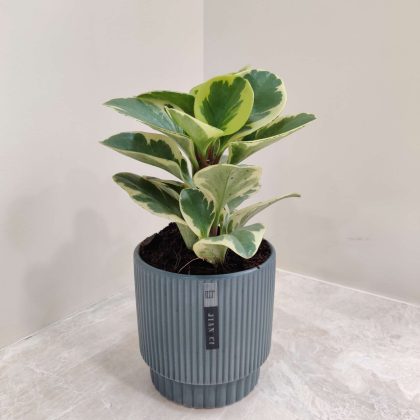 Peperomia Obtusifolia Variegated Plant in Grey Decorated Round Ceramic Pot
