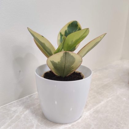 Pepromia Clusifoloa Tricolor Plant in White Plastic Pot