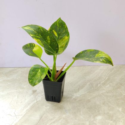 Philodendron 'Green Congo Variegated' 8.5 cm pot