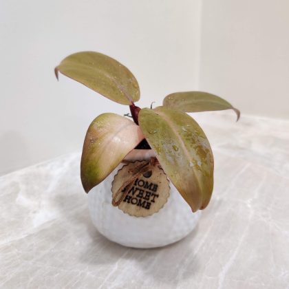 Philodendron Sunshine Plant in Small Ceramic Pot