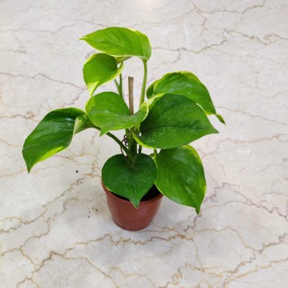 Philodendron White Princess 8.5 cm pot