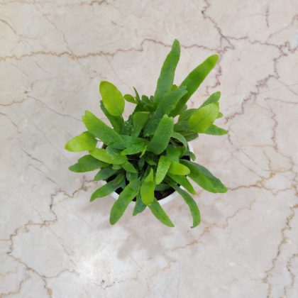 Phlebodium Aureum 'Blue Star' 8.5 cm pot