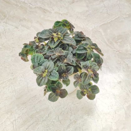 Pilea 'Black Crystal' (Jiffy) 8.5 cm pot