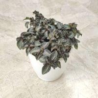 Pilea Involucrata 8.5 cm pot