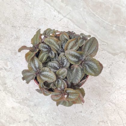 Pilea Involucrata 'Red Leaf' 8.5 cm pot
