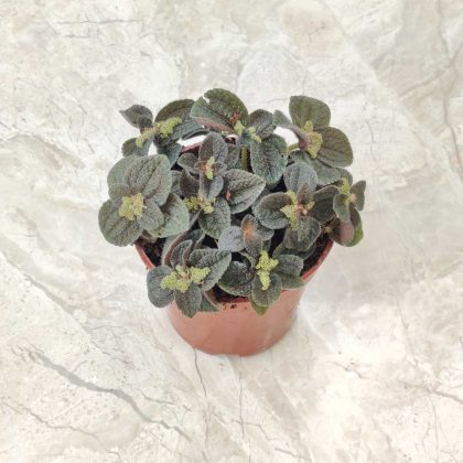 Pilea 'Ripens' (Black Panimiga) 8.5 cm pot