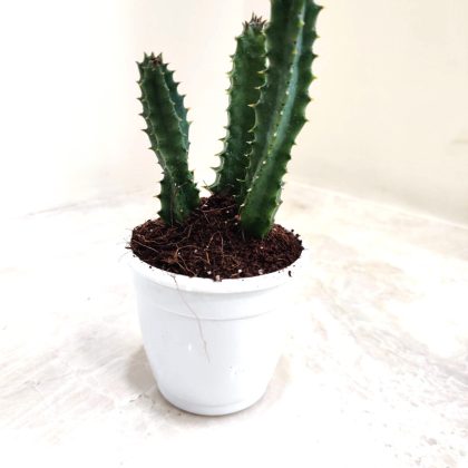 Pilosocereus Glaucescens 7 cm pot