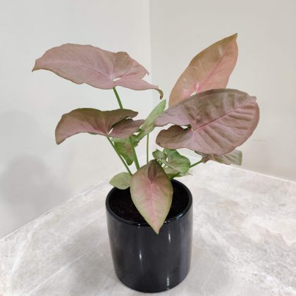 Pink Syngonium Plant in Shiny Black Ceramic Pot