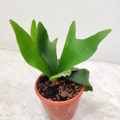Platycrium Bifurcatum 10 cm pot