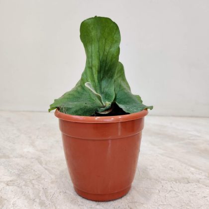 Platycrium Wandae 10 cm pot