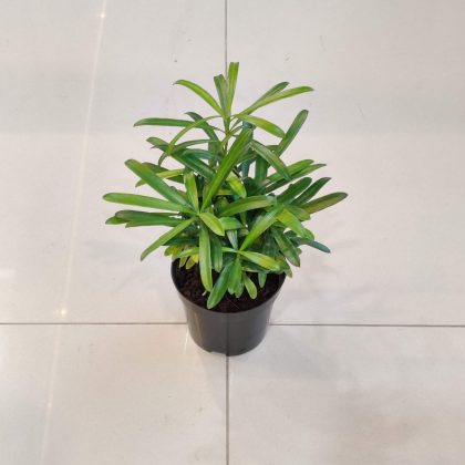 Podocarpus Macrophyllus 10 cm pot