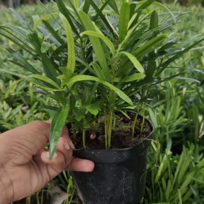 Podocarpus Macrophyllus 12 cm pot