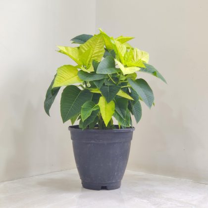 Poinsettia (Euphorbia Pulcherrima) 15 cm pot