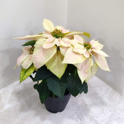 Poinsettia Plant 15 cm pot