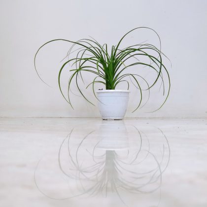 Ponytail Palm in 8.5 cm pot