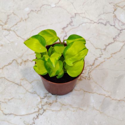 Pothos Njoy Golden Verigated 8.5 cm pot