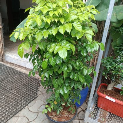 Rader Machera In Plastic Pot