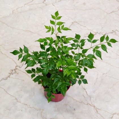 Radermachera 8.5 cm pot