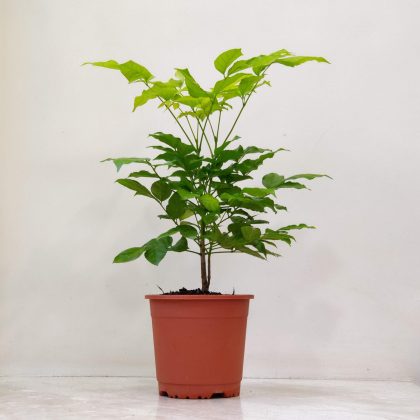 Radermachera 'Golden' Plant 12 cm pot