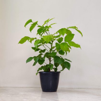 Radermachera Golden Plant 15 cm pot