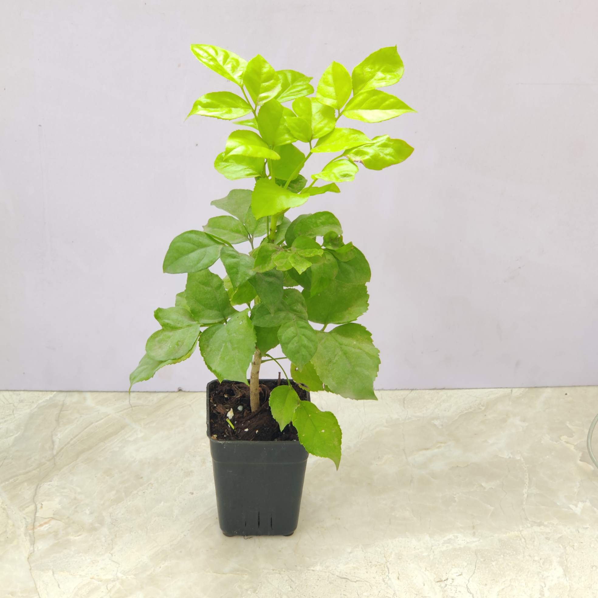 Radermachera 'Golden' Plant 8.5 cm pot