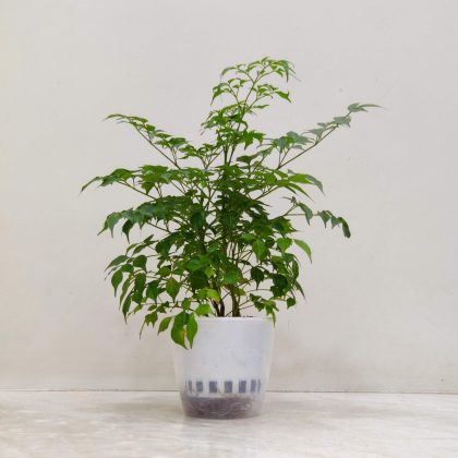 Radermachera Green Mlni Watering Plant 12 cm pot