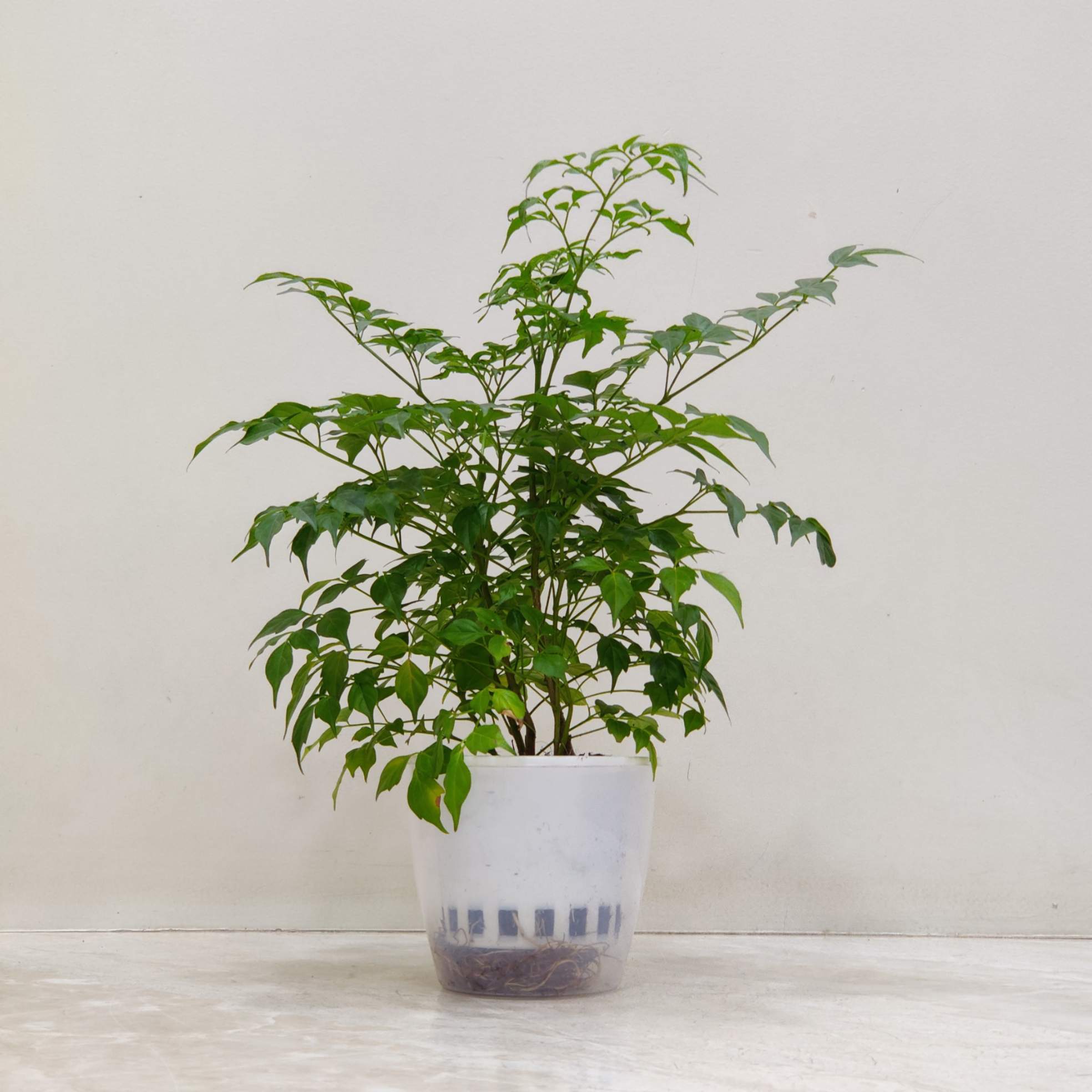 Radermachera Green Mlni Watering Plant 12 cm pot