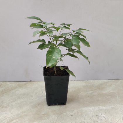 Radermachera Green Plant 8.5 cm pot