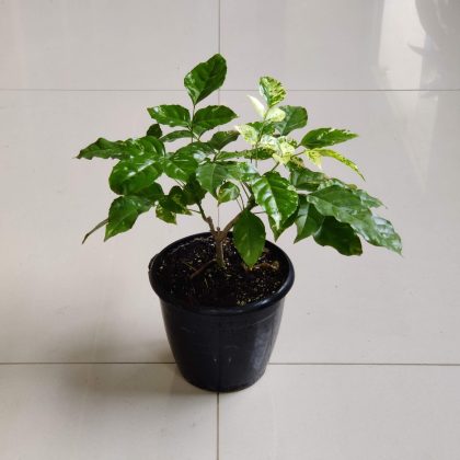 Radermachera Variegated Chinadoll 12 cm pot